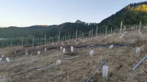 FINCA 31.616 M2 GRAN CANARIA (ISLAS CANARIAS)