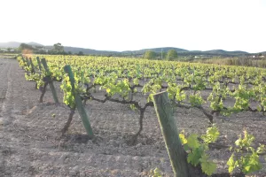 Finca de viñedo en el Penedès, Barcelona.