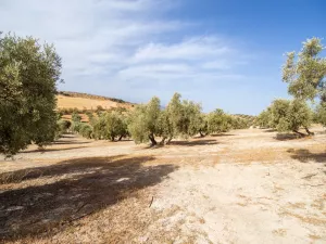 Olivar en Castillo de Tajarja