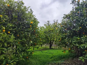 FINCA REGADÍO ALOZAINA