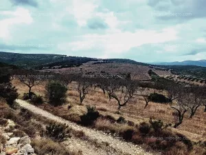 Terreno de 200 hectáreas en la salzadella