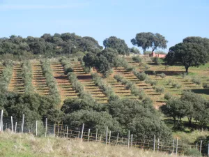 FINCA DE RECREO Y GANADERA EN GUADALAJARA