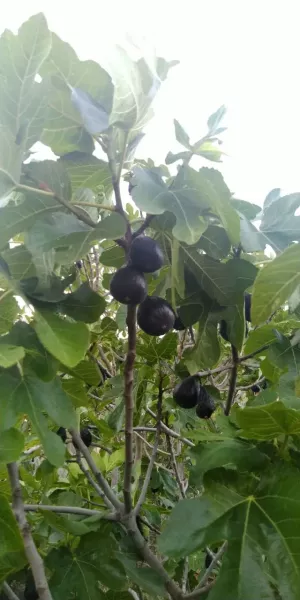 Finca Regadio Caspe Aragon