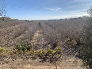 Finca con antigua torre