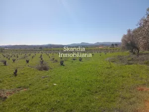 Finca Viñedo con Masia en Produccion