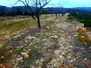 Terreno de 200 hectáreas en la salzadella