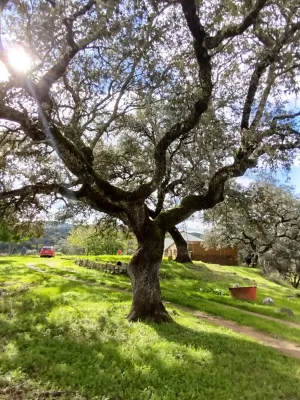 VENTA FINCA EN SIERRA DE ARACENA Y PICOS DE A