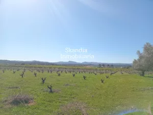 Finca Viñedo con Masia en Produccion