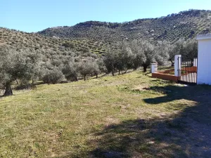 finca  pequeña de olivos