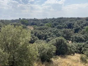 Finca DE 47 hectáreas, con 2 casas en Cuenca