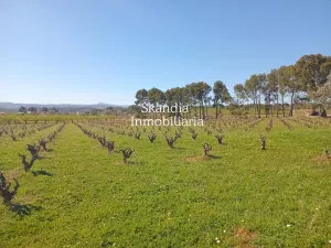 Finca Viñedo con Masia en Produccion