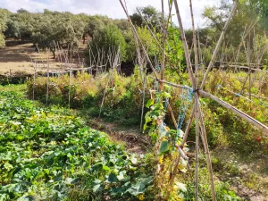 ¡¡¡ FINCA IDEAL PARA MONTAR NEGOCIO RURAL!!!