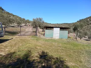 finca  pequeña de olivos