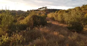 Finca rústica en venta