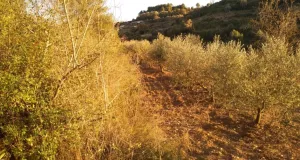Finca rústica en venta