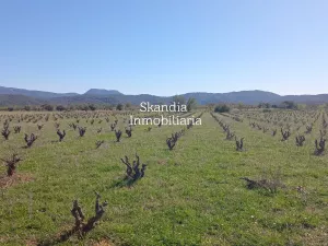 Finca Viñedo con Masia en Produccion