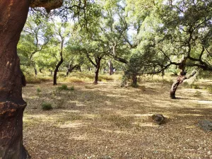 ¡¡¡ FINCA IDEAL PARA MONTAR NEGOCIO RURAL!!!