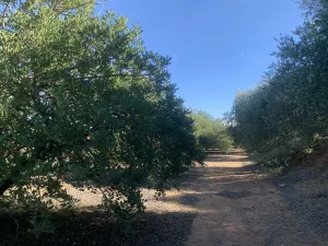 Finca con antigua torre