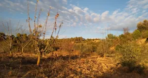 Finca rústica en venta
