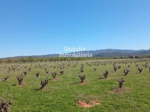 Finca Viñedo con Masia en Produccion