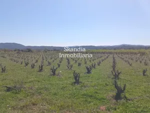 Finca Viñedo con Masia en Produccion