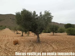 finca en venta 321 has viña olivar caza menor