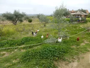 Olivar y viña con casa en Toledo