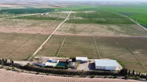 Finca de almendro en producción