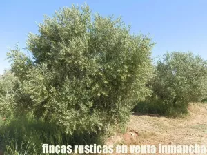 finca en venta 28 has. olivar regadío