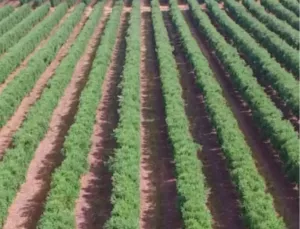 Venta 30 hect con Olivos intensivo  en Córdob