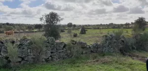 Finca en venta Zona Cáceres