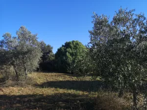 Olivar en San Felices de los Gallegos