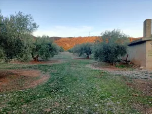 Finca rústica de 490 olivos aprox.