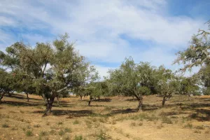 FINCA DE CAZA Y CORCHO EN HUELVA - 1447
