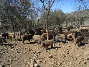 FINCA CINEGETICA EN CIUDAD REAL - 1416