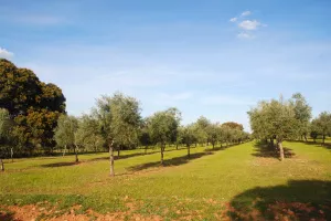 FINCA AGRICOLA Y GANADERA EN BADAJOZ - 1390