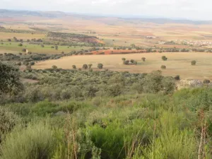 FINCA AGRICOLA, RECREO Y CAZA EN CIUDAD REAL