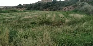 Finca Regadio Caspe Aragon