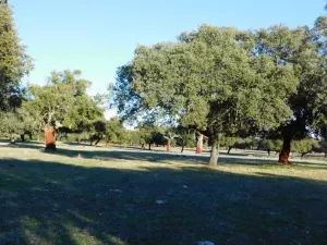 DEHESA GANADERA EN CACERES - 1324
