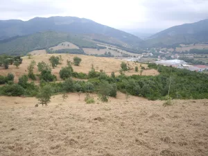 VENDO FINCA GIJANO DE MENA (BURGOS)