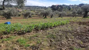 Finca 2 ha olivos centenarios Salvaleón Badaj