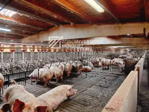 Vendo Explotación de Cerdas, Engorde y Tierra