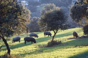 Venta finca de recreo en finca la basílica