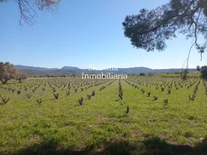 Finca Viñedo con Masia en Produccion