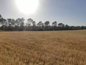 SE VENDE FINCA RÚSTICA EN ALCOCER (GUADALAJAR