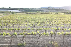 Finca de viñedo en el Penedès, Barcelona.