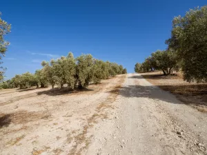 Olivar en Castillo de Tajarja