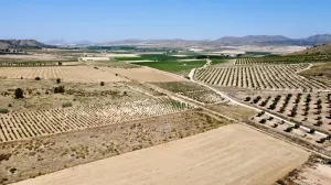 Terreno rústico en venta en Villena, Alicante