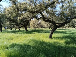 Venta de dehesa
