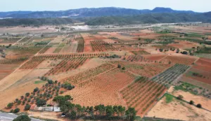 Finca Viñedo con Masia en Produccion